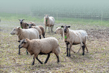 Flock of sheep, sheep farm sheep flock