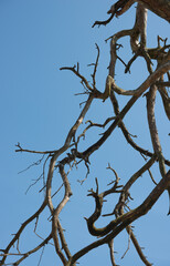 dead tree branches against sky