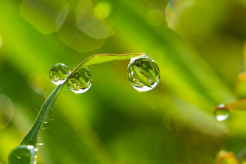 Background of a fresh green grass with water drops. Close-up - Image