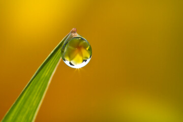 Flowers in the drops of dew on the green grass. Nature background