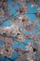 Fototapeta premium flowering pink cherry blossoms