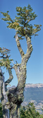 Fototapeta na wymiar tall tree covered with beard
