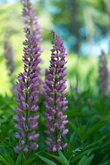 close up of violet lupine flowers in the garden