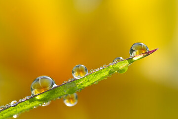 Flowers in the drops of dew on the green grass. Nature background