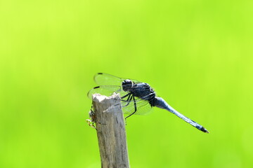 Dragonfly and spider on green background. © makoto photo