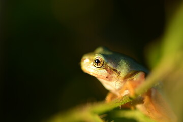 Tree frog on dark background.