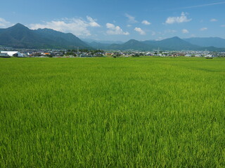 Obraz premium Green rice field and rural landscape