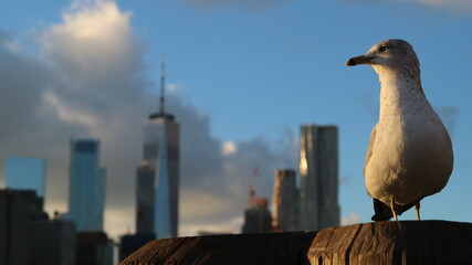 seagull in the city manhattan