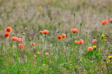 野原のポピーの花の群生