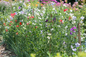 bed of sweet pea (lathyrus odoratus) flowers in a garden