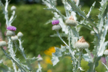 cultivated thistle plant in the garden