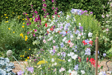 bed of sweet pea (lathyrus odoratus) flowers in a garden