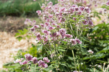 bushes of dusty pink anemone