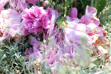 close up of pink peonies shedding their petals