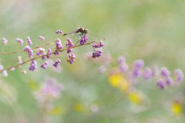 Dragonfly on Flowers