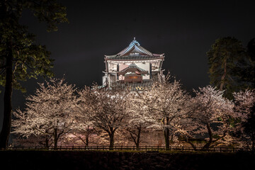 Fototapeta premium 金沢城と夜桜