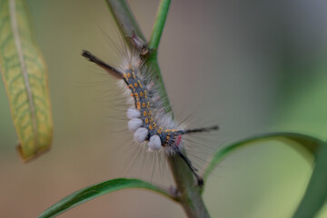 Caterpillars Monarch Butterflies Moths Milkweed Chrysalis