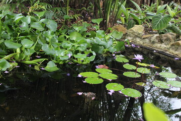 Pequeño charco