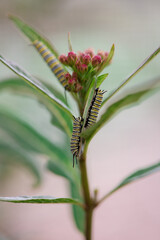 Caterpillars Monarch Butterflies Moths Milkweed Chrysalis