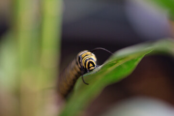 Caterpillars Monarch Butterflies Moths Milkweed Chrysalis