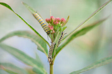 Fototapeta premium Caterpillars Monarch Butterflies Moths Milkweed Chrysalis