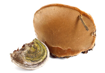 Polypores Bracket or Shelf Fungi Conk. Phellinus Igniarius Fungus Plant (Phellinus Trivialis, Willow Bracket, Fire Sponge). Isolated on White.