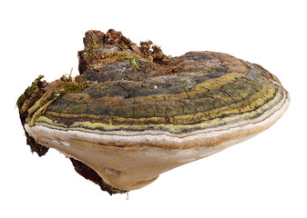 Polypores Bracket or Shelf Fungi Conk. Phellinus Igniarius Fungus Plant (Phellinus Trivialis,...