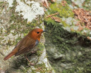 苔むした岩の上でくつろぐコマドリ成鳥 オス