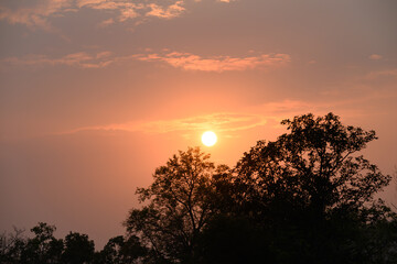 Obraz premium Beautiful vanilla sky with clouds and sunlight before sunset above tree, Nature background