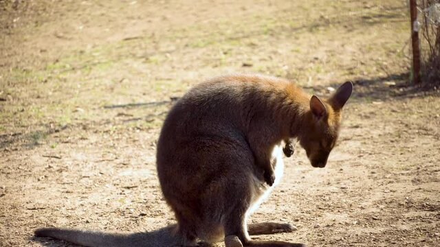Baby kangaroo scratches, chews and wiggles ears. Antilopine wallaroo, Macropus antilopinus