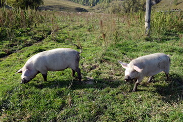 Pigs in the vicinity of the taiga village of Generalka of the Altai Territory