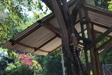 La iguana en el árbol