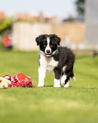 8 week old black and white border collie puppy standing with toys