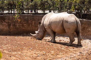 Obraz premium rhinoceros