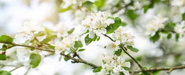 Horizontal banner with with blooming white apple tree flowers. Flower background - Image