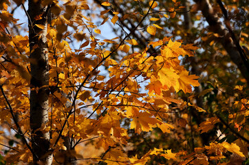 Yellow maple leaves illuminated by bright sun against the background of autumn forest, autumn close-up