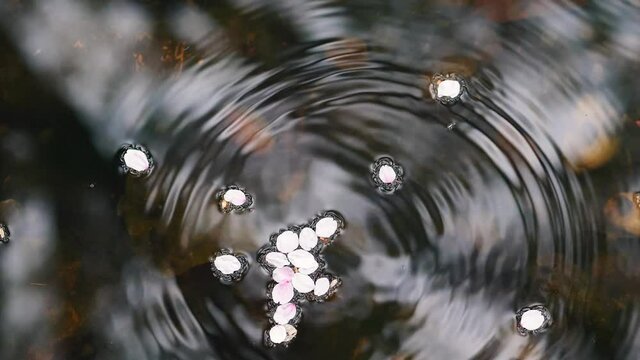 waterdrop falling to pond covered by pink cherry flower petals, round ripples in slow motion footage.