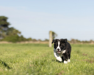 8 week old black and white border collie puppy running in the grass