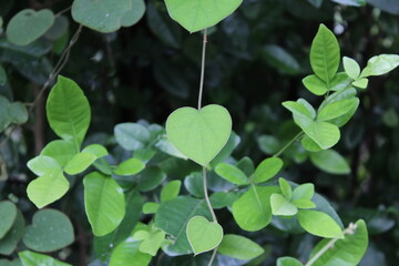 El corazón en una hoja