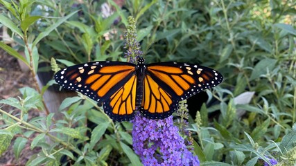 Caterpillars chrysalis Monarch Butterflies Milkweed
