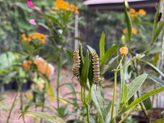 Caterpillars chrysalis Monarch Butterflies Milkweed