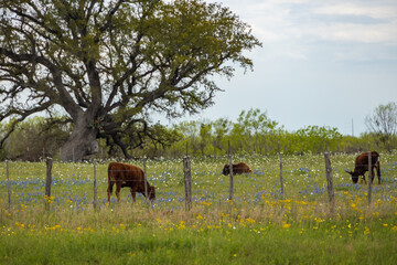 Cows grazing in a Bluebonnet field and blue sky background