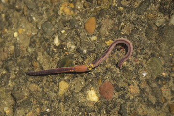 Top view of underwater rain worm