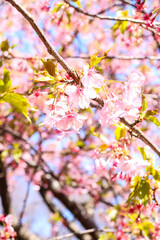 さくら 桜 サクラ ピンク 美しい かわいい 綺麗 満開 花見 卒業 入学 パステル 