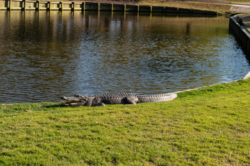 Wild Dunes Resort, South Carolina, USA - April 5, 2021. Wild alligator sunning on golf course at...