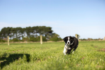 Naklejka na ściany i meble 8 week old black and white border collie puppy running in the grass