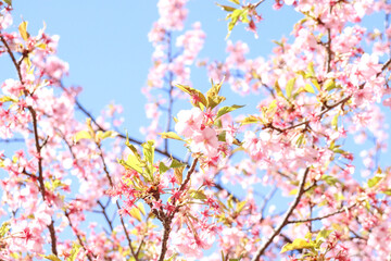 さくら 桜 サクラ ピンク 花びら 花見 美しい 満開 穏やか 晴れた 綺麗 かわいい 新生活 入学