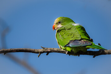 A monk parakeet sitting on a branch with turned head