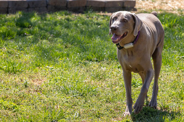 Closeup shot of a Weimaraner dog in a green grass