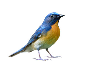 fascinated blue bird with orange chest to belly fully standing details from head to tail, chinese blue flycatcher